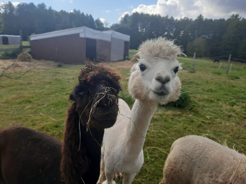 mes meilučiai