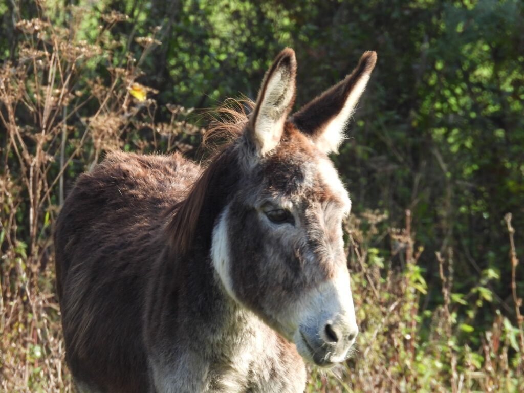mūsų braškytė