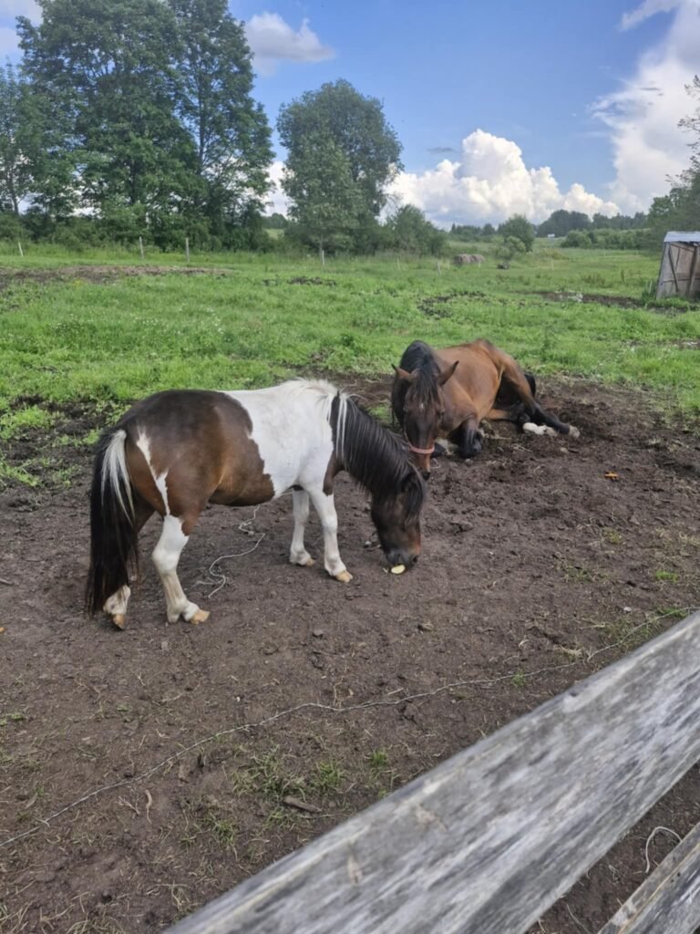 ponis